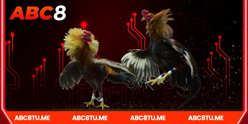 Cách Tham Gia Cá Cược Đá gà campuchia Tại Abc8