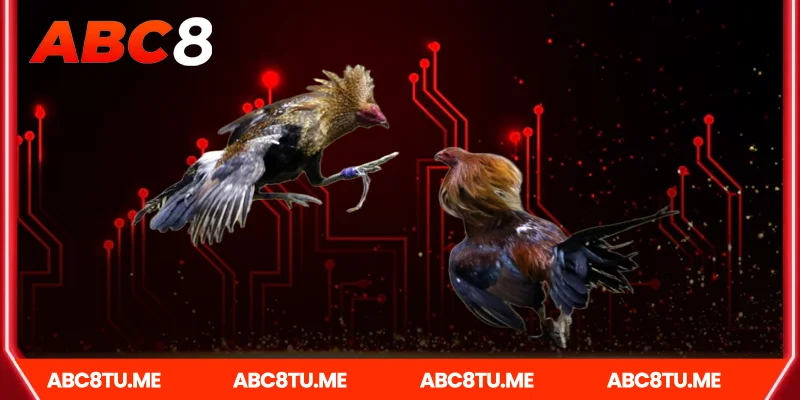Lý Do Đá gà campuchia Ở Abc8 Hấp Dẫn Người Chơi